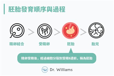 胚胎發育順序|胚胎發育、胚胎分級小教室！醫教你怎麼看胚胎健康程。